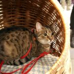 21.02.2016 Kielce. Dzień Kota w Muzeum Zabawek. / Jarosław Kubalski / Radio Kielce