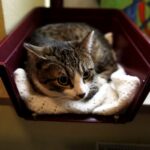 21.02.2016 Kielce. Dzień Kota w Muzeum Zabawek. Pięciomiesięczny kot do adopcji. / Jarosław Kubalski / Radio Kielce