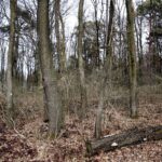 25.02.2016 Góra Chełmowa. Świętokrzyski Park Narodowy. / Jarosław Kubalski / Radio Kielce