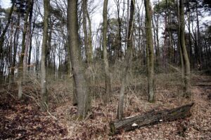 25.02.2016 Góra Chełmowa. Świętokrzyski Park Narodowy. / Jarosław Kubalski / Radio Kielce