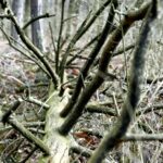 25.02.2016 Góra Chełmowa. Świętokrzyski Park Narodowy. / Jarosław Kubalski / Radio Kielce