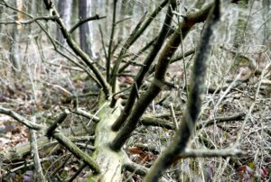 25.02.2016 Góra Chełmowa. Świętokrzyski Park Narodowy. / Jarosław Kubalski / Radio Kielce