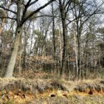 25.02.2016 Góra Chełmowa. Świętokrzyski Park Narodowy. / Jarosław Kubalski / Radio Kielce