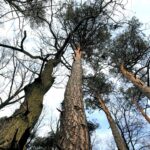 25.02.2016 Góra Chełmowa. Świętokrzyski Park Narodowy. / Jarosław Kubalski / Radio Kielce