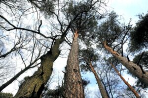 25.02.2016 Góra Chełmowa. Świętokrzyski Park Narodowy. / Jarosław Kubalski / Radio Kielce