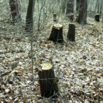 25.02.2016 Góra Chełmowa. Świętokrzyski Park Narodowy. Wycinka drzew. / Jarosław Kubalski / Radio Kielce