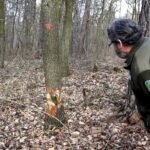 25.02.2016 Góra Chełmowa. Świętokrzyski Park Narodowy. Wycinka drzew. / Jarosław Kubalski / Radio Kielce
