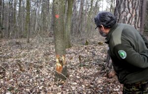 25.02.2016 Góra Chełmowa. Świętokrzyski Park Narodowy. Wycinka drzew. / Jarosław Kubalski / Radio Kielce