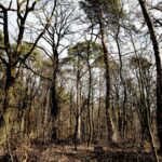 25.02.2016 Góra Chełmowa. Świętokrzyski Park Narodowy. / Jarosław Kubalski / Radio Kielce