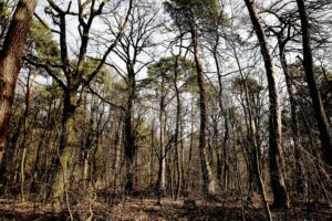 25.02.2016 Góra Chełmowa. Świętokrzyski Park Narodowy. / Jarosław Kubalski / Radio Kielce