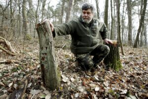 25.02.2016 Góra Chełmowa. Świętokrzyski Park Narodowy. Wycinka drzew. Lech Buchholz, zastępca dyrektora ŚPN. / Jarosław Kubalski / Radio Kielce