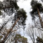 25.02.2016 Góra Chełmowa. Świętokrzyski Park Narodowy. / Jarosław Kubalski / Radio Kielce