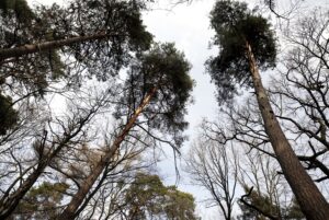 25.02.2016 Góra Chełmowa. Świętokrzyski Park Narodowy. / Jarosław Kubalski / Radio Kielce