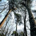 25.02.2016 Góra Chełmowa. Świętokrzyski Park Narodowy. / Jarosław Kubalski / Radio Kielce