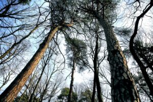 25.02.2016 Góra Chełmowa. Świętokrzyski Park Narodowy. / Jarosław Kubalski / Radio Kielce