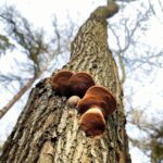 25.02.2016 Góra Chełmowa. Świętokrzyski Park Narodowy. / Jarosław Kubalski / Radio Kielce