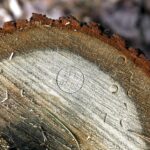 25.02.2016 Góra Chełmowa. Świętokrzyski Park Narodowy. Wycinka drzew. Oznaczony pień drzewa. / Jarosław Kubalski / Radio Kielce