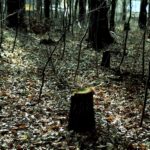 25.02.2016 Góra Chełmowa. Świętokrzyski Park Narodowy. Wycinka drzew. / Jarosław Kubalski / Radio Kielce