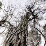 25.02.2016 Góra Chełmowa. Świętokrzyski Park Narodowy. / Jarosław Kubalski / Radio Kielce