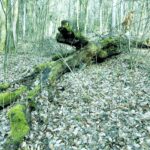 25.02.2016 Góra Chełmowa. Świętokrzyski Park Narodowy. / Jarosław Kubalski / Radio Kielce