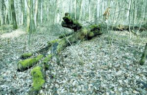 25.02.2016 Góra Chełmowa. Świętokrzyski Park Narodowy. / Jarosław Kubalski / Radio Kielce