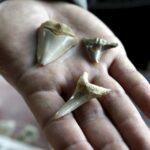 27.02.2016 Kielce. LVIII Giełda Minerałów, Skamieniałości i Wyrobów Jubilerskich. / Jarosław Kubalski / Radio Kielce