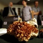 27.02.2016 Kielce. LVIII Giełda Minerałów, Skamieniałości i Wyrobów Jubilerskich. / Jarosław Kubalski / Radio Kielce