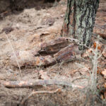 29.02.2016 Miąsowa. Blisko posesji znaleziono niewybuchy / Stanisław Blinstrub / Radio Kielce