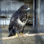 29.02.2016 Ostrów. Ptasi Azyl. Myszołów. / Jarosław Kubalski / Radio Kielce