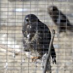 29.02.2016 Ostrów. Ptasi Azyl. Myszołów. / Jarosław Kubalski / Radio Kielce