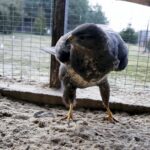 29.02.2016 Ostrów. Ptasi Azyl. Myszołów. / Jarosław Kubalski / Radio Kielce