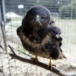 29.02.2016 Ostrów. Ptasi Azyl. Myszołów. / Jarosław Kubalski / Radio Kielce