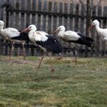 29.02.2016 Ostrów. Ptasi Azyl. Bociany, / Jarosław Kubalski / Radio Kielce