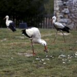 29.02.2016 Ostrów. Ptasi Azyl. Bociany, / Jarosław Kubalski / Radio Kielce