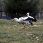 Bociany odlatują wcześniej niż zwykle