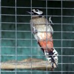 29.02.2016 Ostrów. Ptasi Azyl. Dzięcioł. / Jarosław Kubalski / Radio Kielce