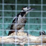 29.02.2016 Ostrów. Ptasi Azyl. Dzięcioł. / Jarosław Kubalski / Radio Kielce