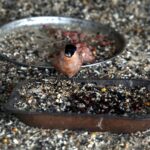 29.02.2016 Ostrów. Ptasi Azyl. Gil. / Jarosław Kubalski / Radio Kielce