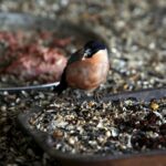 Ornitolog o najlepszym terminie rozpoczęcia dokarmiania ptaków