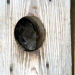 29.02.2016 Ostrów. Ptasi Azyl. Wiewiórka. / Jarosław Kubalski / Radio Kielce