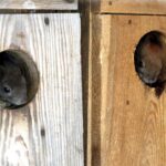 29.02.2016 Ostrów. Ptasi Azyl. Wiewiórka. / Jarosław Kubalski / Radio Kielce