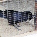 29.02.2016 Ostrów. Ptasi Azyl. Kruk Brutus. / Jarosław Kubalski / Radio Kielce