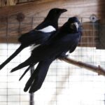 29.02.2016 Ostrów. Ptasi Azyl. / Jarosław Kubalski / Radio Kielce