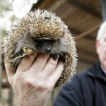 29.02.2016 Ostrów. Ptasi Azyl. / Jarosław Kubalski / Radio Kielce