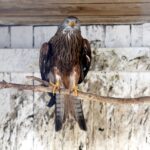 29.02.2016 Ostrów. Ptasi Azyl. Kania. / Jarosław Kubalski / Radio Kielce