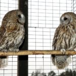 29.02.2016 Ostrów. Ptasi Azyl. / Jarosław Kubalski / Radio Kielce