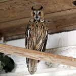 29.02.2016 Ostrów. Ptasi Azyl. Sowa uszata. / Jarosław Kubalski / Radio Kielce