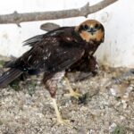 29.02.2016 Ostrów. Ptasi Azyl. / Jarosław Kubalski / Radio Kielce