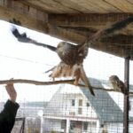 29.02.2016 Ostrów. Ptasi Azyl. / Jarosław Kubalski / Radio Kielce