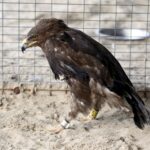 29.02.2016 Ostrów. Ptasi Azyl. Orlik krzykliwy. / Jarosław Kubalski / Radio Kielce